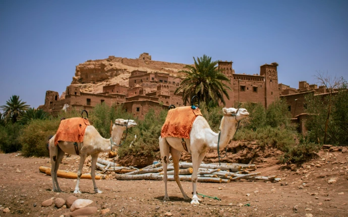 A couple of camels that are standing in the dirt